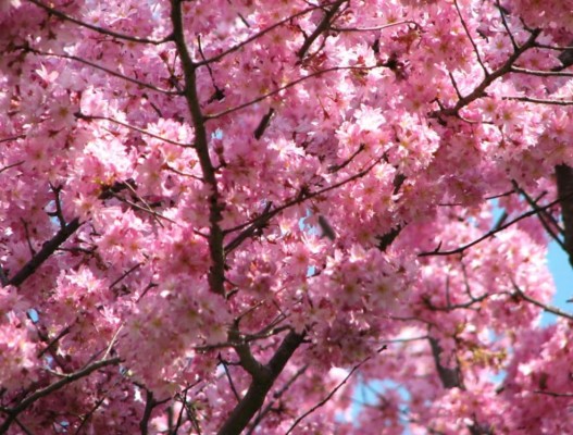 Beautiful Pink Cherry Blossom Wallpaper - Cherry Blossom Pink Flowering ...