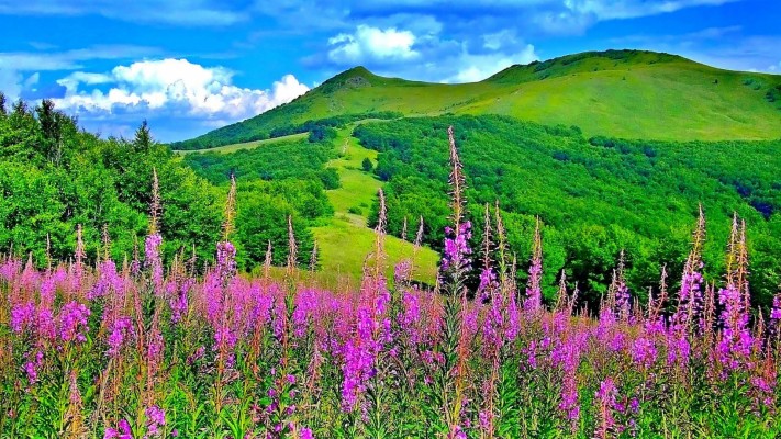 Download Free Hd Green Mountain Flowers Trees Nature - Beautiful Hills With  Flowers - 2816x1760 Wallpaper 