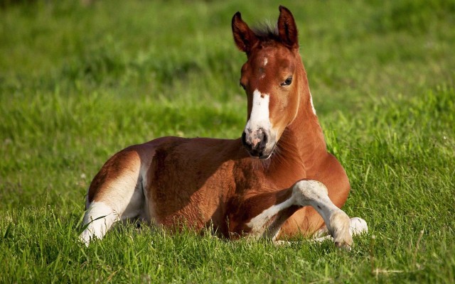 White Horse Laying Down - 5472x3648 Wallpaper - teahub.io