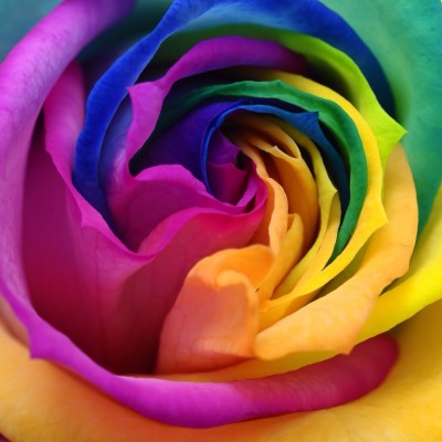 Download Rainbow Roses Wide Wallpaper Full Hd Wallpapers - Wet Rainbow ...