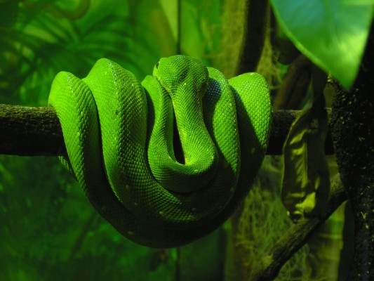 Snake, Wallpaper, Desktop Wallpapers, Download Free, - Best World Hd ...