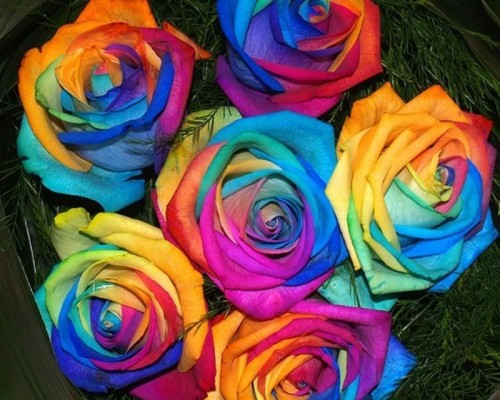 #gif #rose #aesthetic #color #dream #emoji #glitter - Peach Rose ...