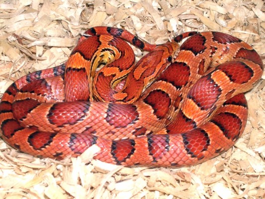 Corn Snake 1024x768 Wallpaper