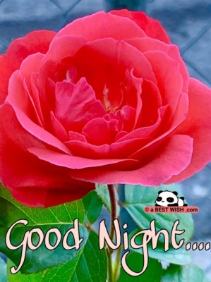 Good Night Flower Photos Download - 767x1024 Wallpaper 