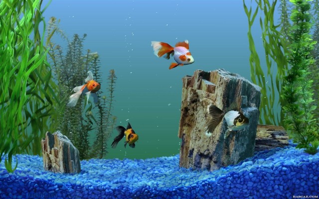 3d desktop aquarium screensaver for windows 8