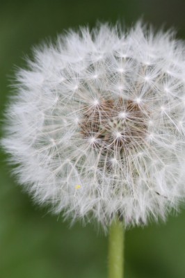 Flower, Garden, Steam, Green, Nature, Flowers, White - Dandelion ...