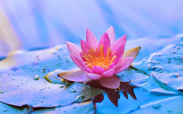 Lotus Flower Background X Wallpaper Teahub Io