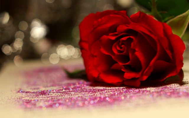 Single Rose Wallpaper Rose Red Flower Petal Plant Single - Rose Flower