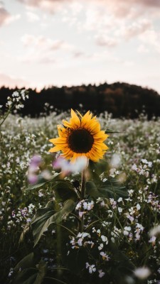 Iphone X Wallpaper Sunflower - 736x1308 Wallpaper - teahub.io