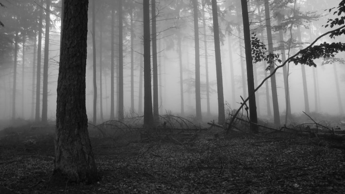 Fog In The Dark Forest Nature Hd Desktop Wallpaper, - Black And White ...