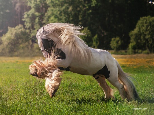 Shetland Pony - 1024x768 Wallpaper - teahub.io