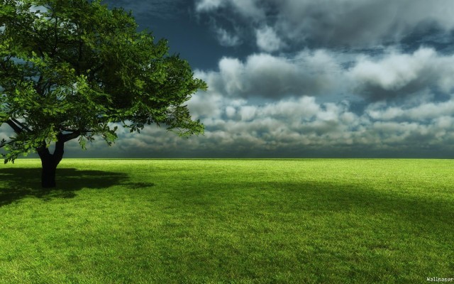 Under The Tree Background - 1100x749 Wallpaper - Teahub.io