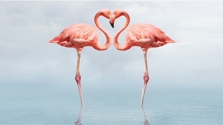 Flamingo, Birds, Wallpaper - Flamingo Hd Wallpapers 1080p - 1224x1224  Wallpaper 