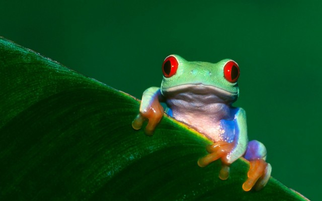 Smile Frog Wallpaper Wallpaper,frog Hd Wallpaper,color - Squirrel Tree ...