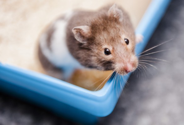 Hamster Wallpapers - Syrian Hamster - 2000x1364 Wallpaper - teahub.io