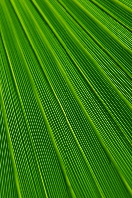 Palm Leaf Texture - 640x960 Wallpaper - teahub.io