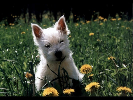 West Highland White Terrier - 1920x1080 Wallpaper - teahub.io