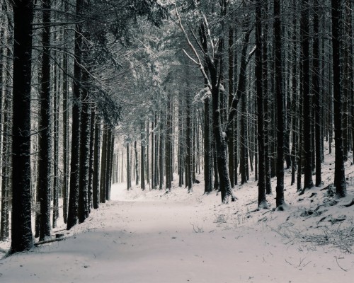 Wallpaper Forest, Winter, Snow, Trees, Winter Landscape - Winter ...