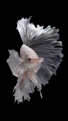 Betta Fish Hd Wallpaper Phones - 1080x1920 Wallpaper - teahub.io