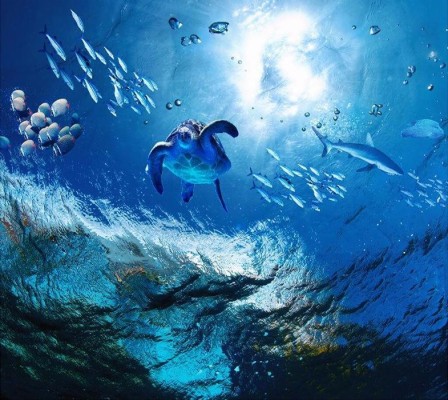 Underwater Wallpapers Ocean - 785x700 Wallpaper 