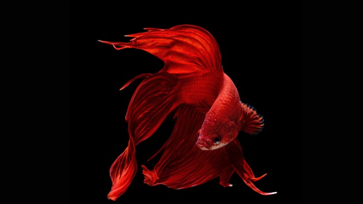 Red Fish With Long Fins - 3840x2160 Wallpaper - teahub.io