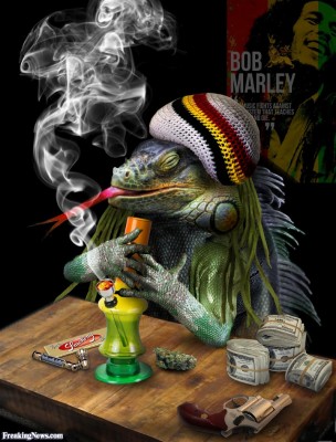 Iguana Smoking Marijuana Weed Funny 800x1050 Wallpaper Teahub Io