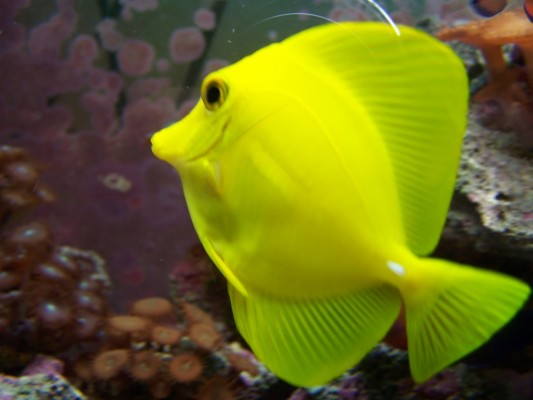 Awesome Hd Fish Tank Wallpapers - Hd Fish Wallpapers For Pc - 1024x768 