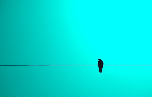 Photo Wallpaper Sky, Blue, Bird, Minimalism, Wire - Wire - 1332x850 ...