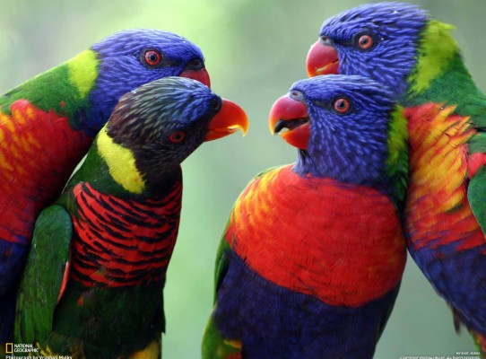 Beautiful Colorful Rainbow Lorikeet Family Bird Image - Rainbow ...