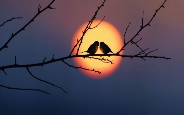 15 Pictures Of Love Couples At Sunset, Couple Sunset - World You May Be ...