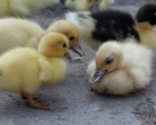 Duckling, Fluffy, Cute, Birds, Small, Yellow, Young - Birds - 910x729 ...