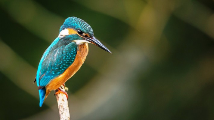 Kingfisher Bird Hd - 3840x2160 Wallpaper - teahub.io