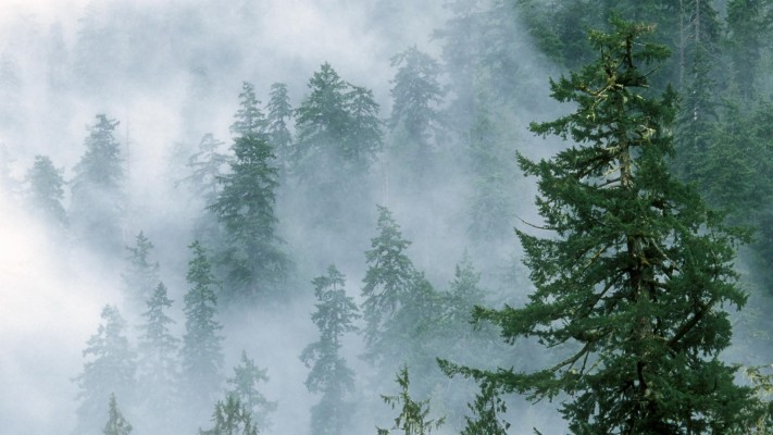 Ultra Hd Foggy Forest - 3554x1999 Wallpaper - teahub.io