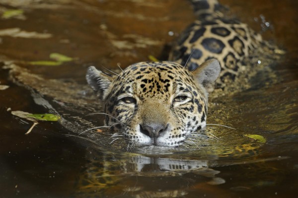 Jaguar Animal Hd Wallpapers - 1280x960 Wallpaper Jaguar Animal Hd Wallpapers - 1280x960 Wallpaper