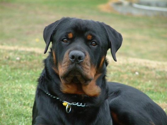 Black On Black Rottweiler - Rottweiler Wallpaper Full Hd - 600x900 ...