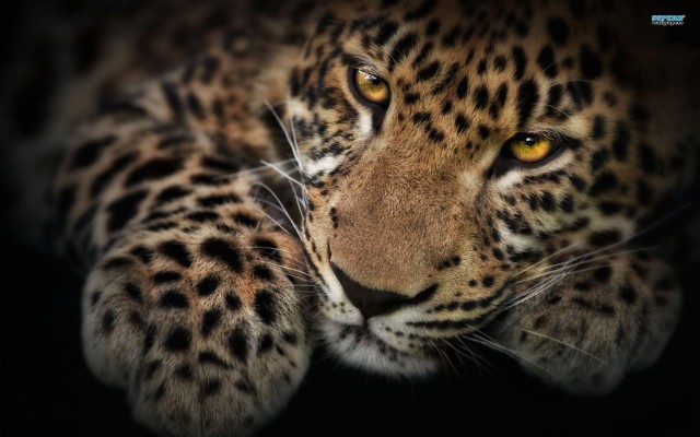 Jaguars Animals With Blue Eyes - 1920x1200 Wallpaper - teahub.io