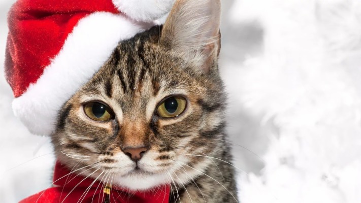 Christmas Cat Wallpaper And Themes - Kerst Kat - 1920x1080 Wallpaper ...