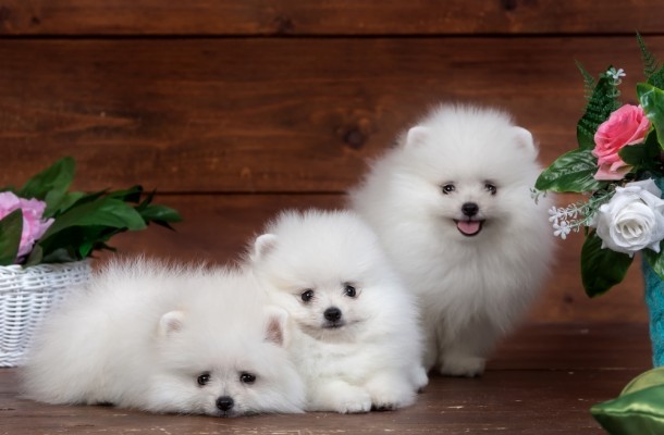 Pomeranian, White, Fluffy, Dogs - White Pomeranian Puppy Hd - 1000x655 ...