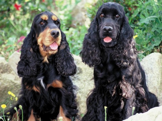 English Cocker Spaniel Wallpaper Data Src Best Cocker - Miniature ...