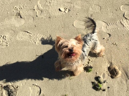 Yorkshire Terrier - 1920x1280 Wallpaper - teahub.io