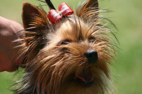 Yorkshire Terrier Wallpaper - 2304x1728 Wallpaper - teahub.io