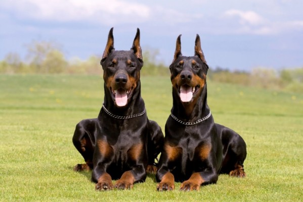 Doberman Dog Wallpaper Hd - 2560x1600 Wallpaper - teahub.io