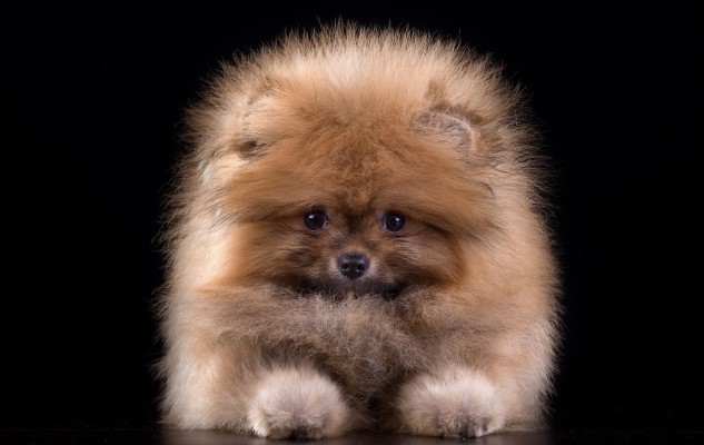 Pomeranian Wallpaper For Tablet Pc - Hd Wallpaper Pomeranian Dogs ...