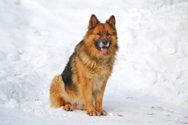 Black German Shepherd Dog Hd - 1920x1200 Wallpaper - teahub.io