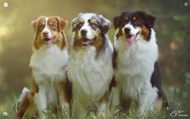 Australian Shepherd Wallpaper - 2560x1600 Wallpaper - teahub.io