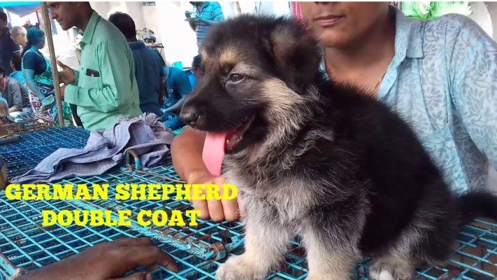 german shepherd double coat dog