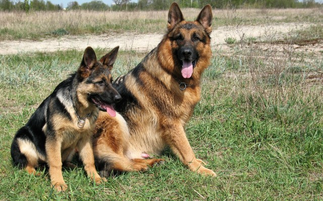 Awesome German Shepherd Free Wallpaper Id - German Shepherd Dogs ...