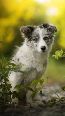 Australian Shepherd Very Small Zenki Green Grass Fond D Ecran Chiot Bergers Australien 19x10 Wallpaper Teahub Io