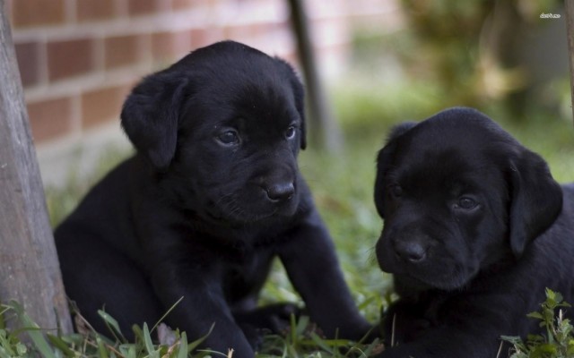 Black Lab Wallpaper Desktop - Black Lab Puppies Background - 1920x1080