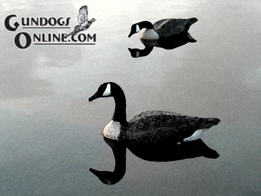 Canada Goose - 1024x768 Wallpaper - teahub.io